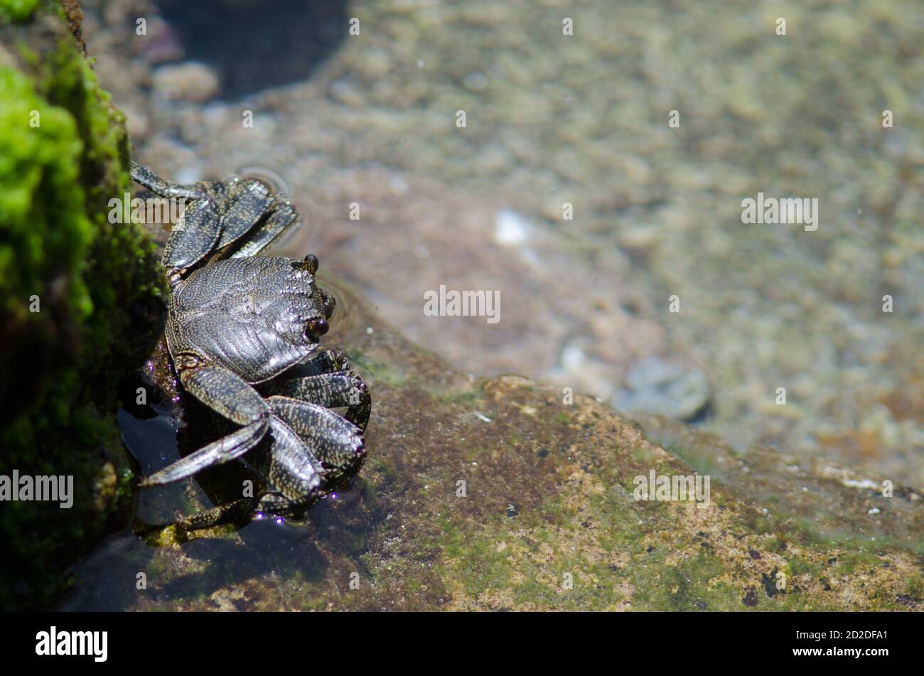 Rock crab Grapsus adscensionis in Arinaga. Aguimes. Gran Canaria. Canary Islands. Spain. Stock Photo