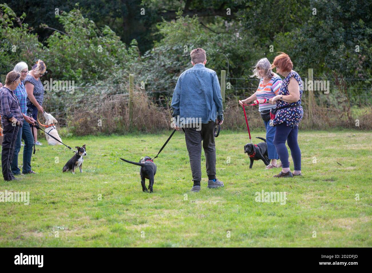 Dog Training Class, Introducing strange dogs to one another. Socialiazation. Stock Photo