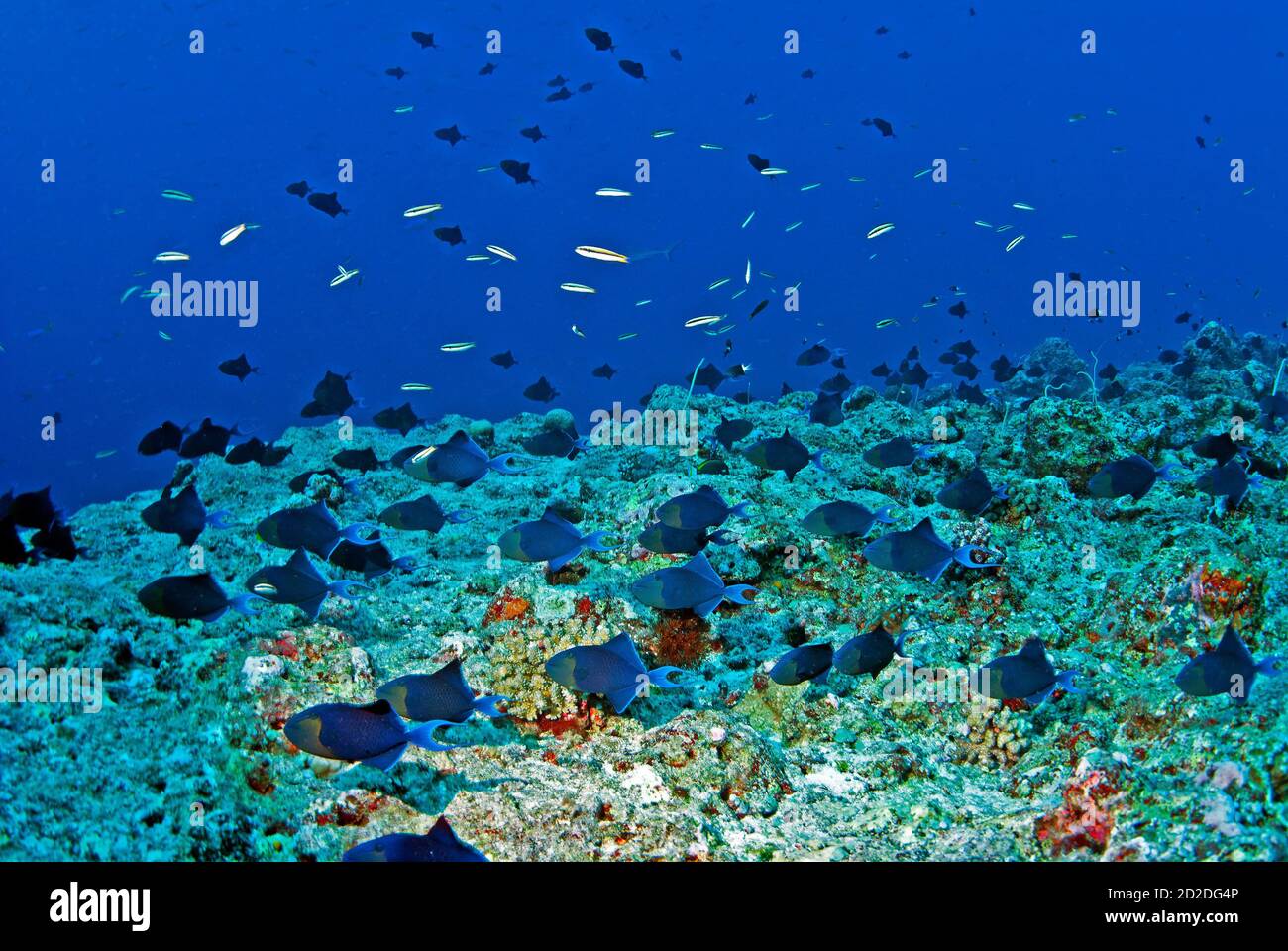 Large school of black triggerfish (Melichthys niger) swooping down on reef, Palau, Micronesia Stock Photo