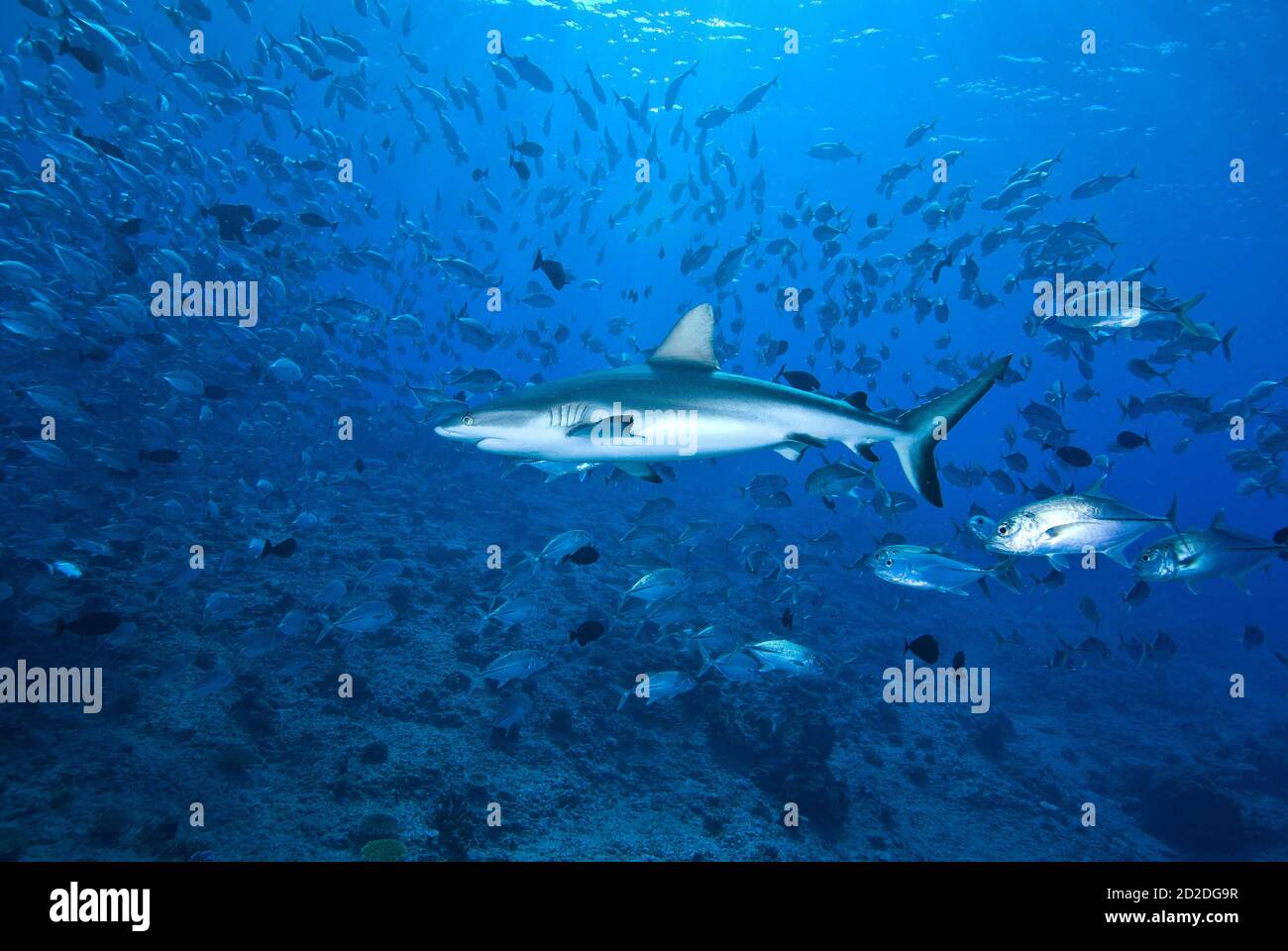 Gray reef shark (Carcharhinus amblyrhynchos) in cloud of fish at Blue Corner, Palau, Micronesia Stock Photo