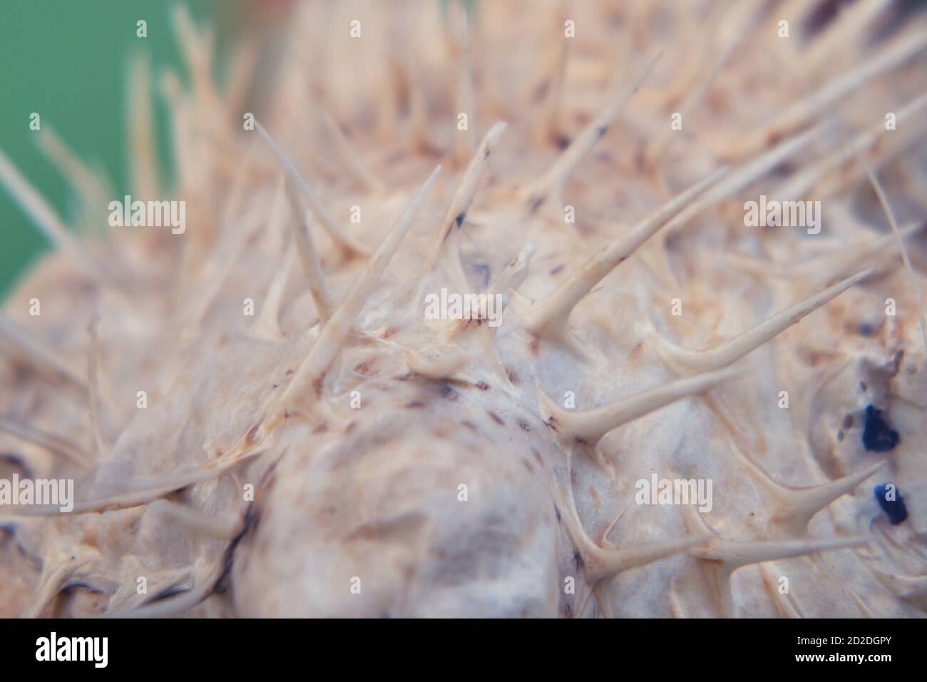 Needle sea fish ball - blowfish. Fish-hedgehog close-up Stock Photo