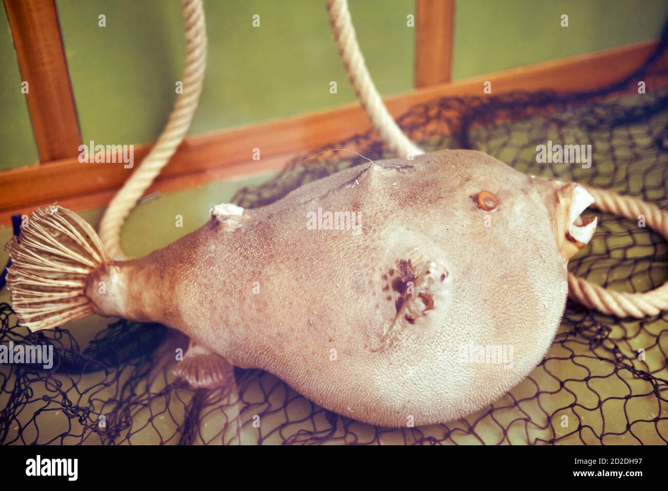 Fish sea urchin in a fishing net, fish-hedgehog close-up Stock Photo