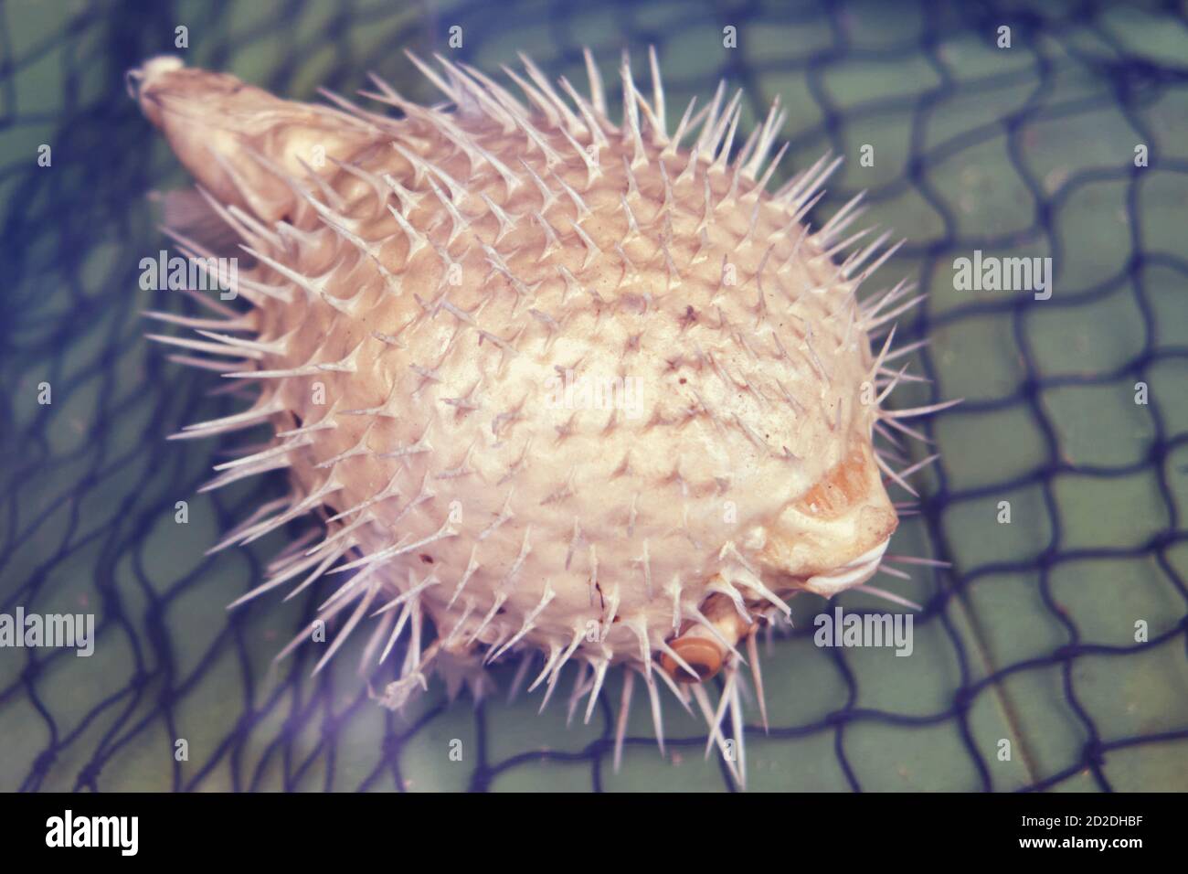 Fish-hedgehog close-up. Needle sea fish ball - blowfish. Stock Photo