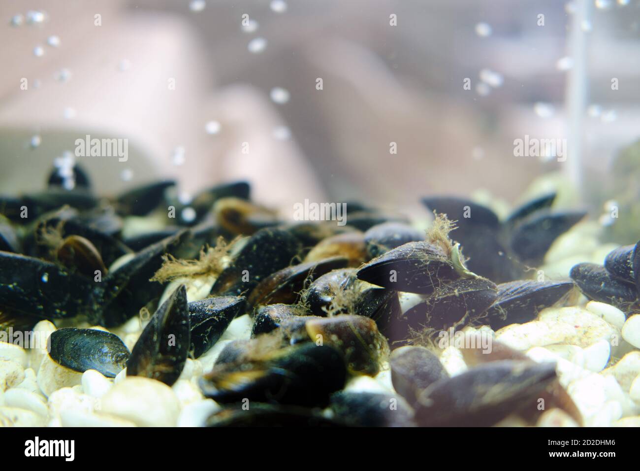 Mussel shells in an aquarium on the background of a restaurant with sea