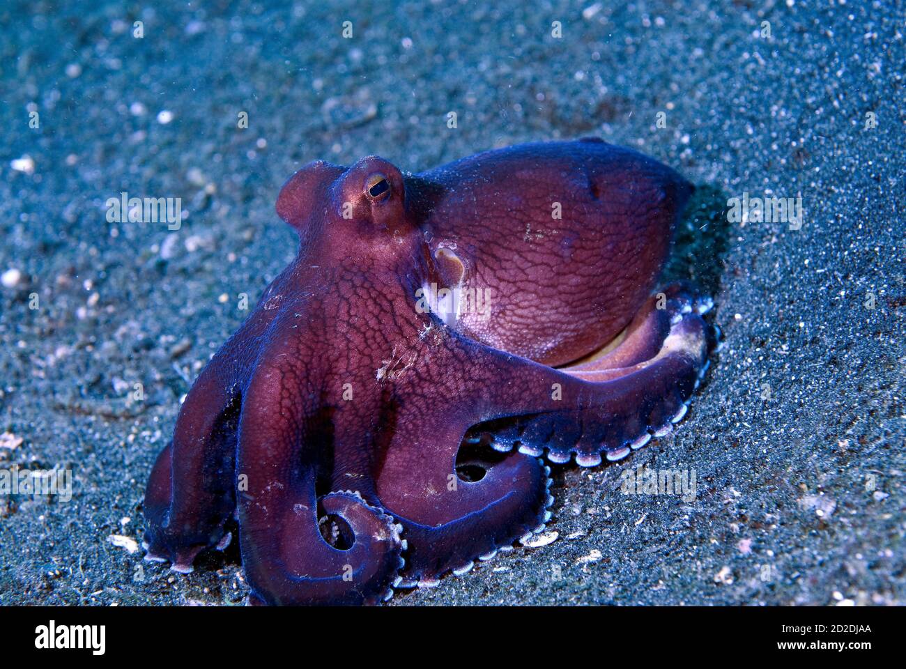 Coconut octopus (Amphioctopus marginatus) in sand on night dive,  Lembeh Strait, Sulawesi, Indonesia Stock Photo