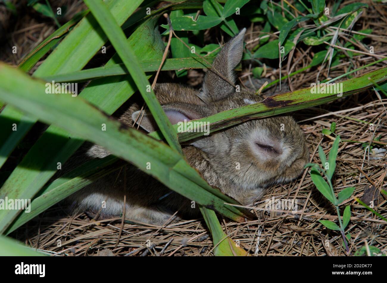 Sick young European rabbit Oryctolagus cuniculus. The Nublo Rural Park ...