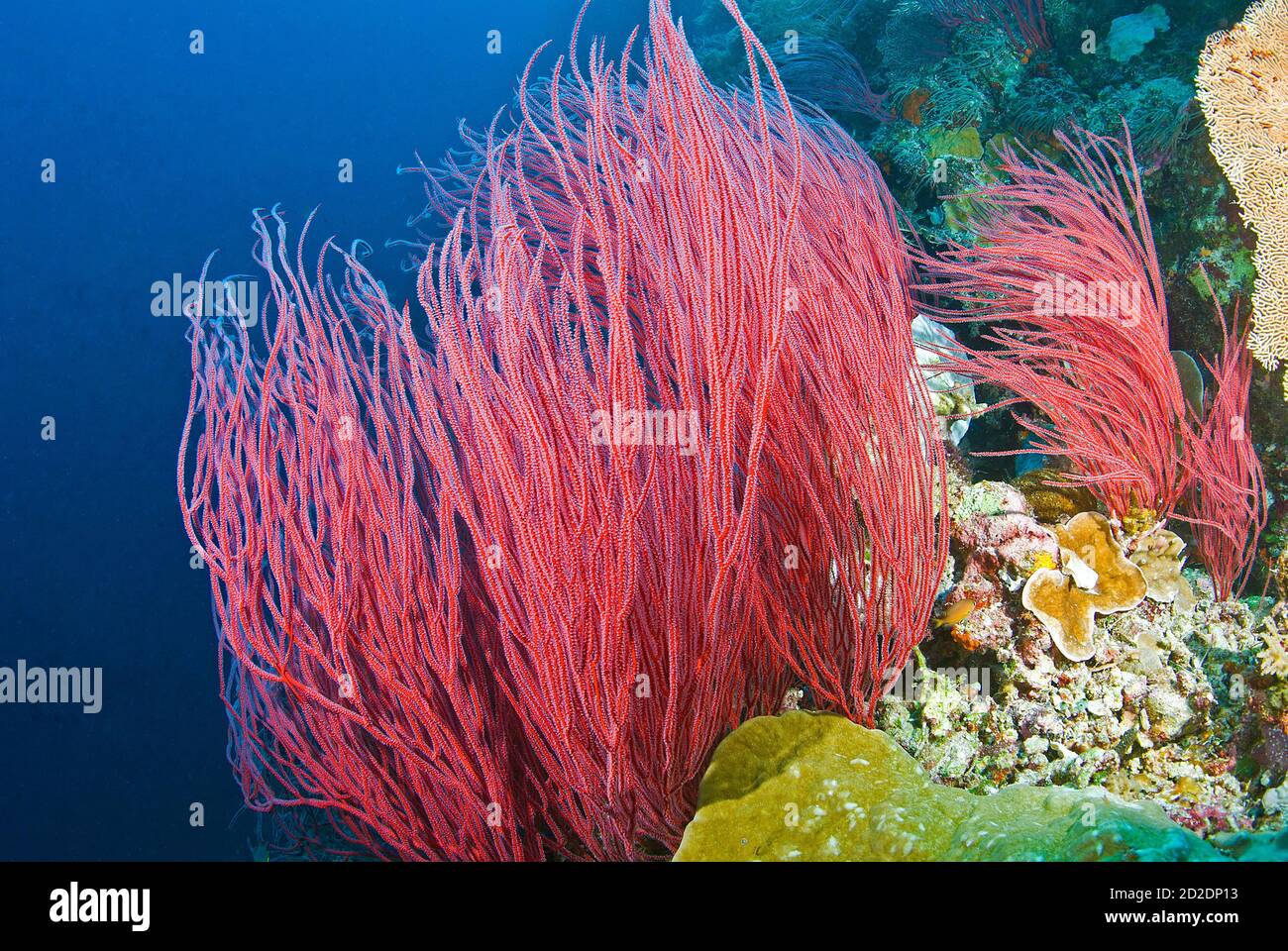 Red whip coral (Ellisella ceratophyta) at German Channel Stock Photo