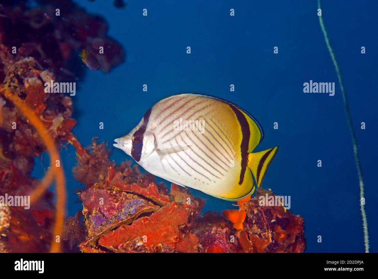 Vagabond butterflyfish (Chaetodon vagabundus) and zigzag clam at Chuyo Maru Wreck Stock Photo