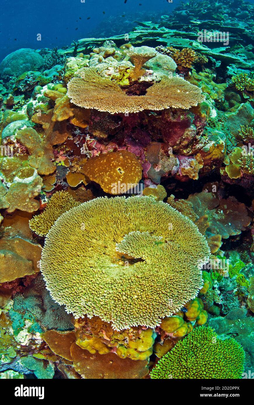 Acropora Millepora and other hard corals on healthy coral reef Stock Photo