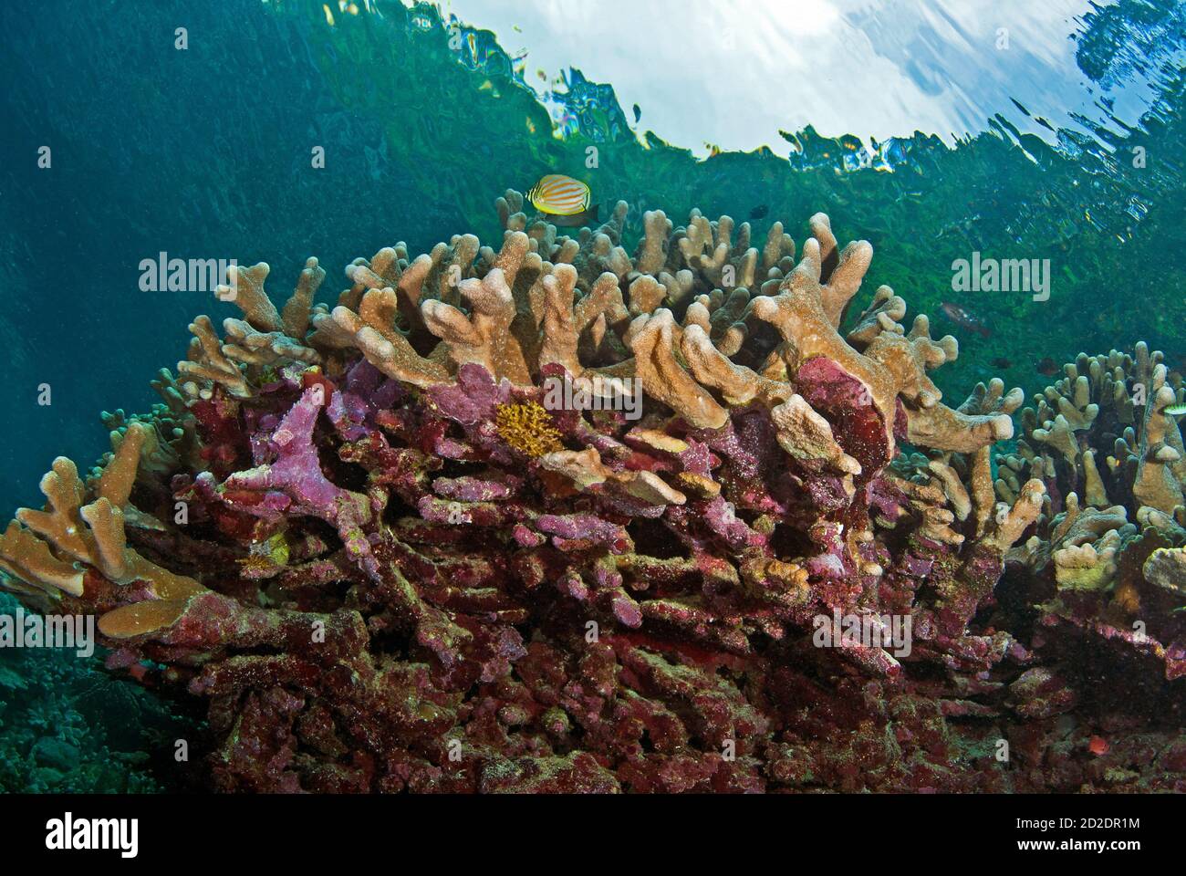 Ornate butterflyfish (Chaetodon omatissimus) over hard coral (Stylophora pistillata) and encrusting sponge Stock Photo