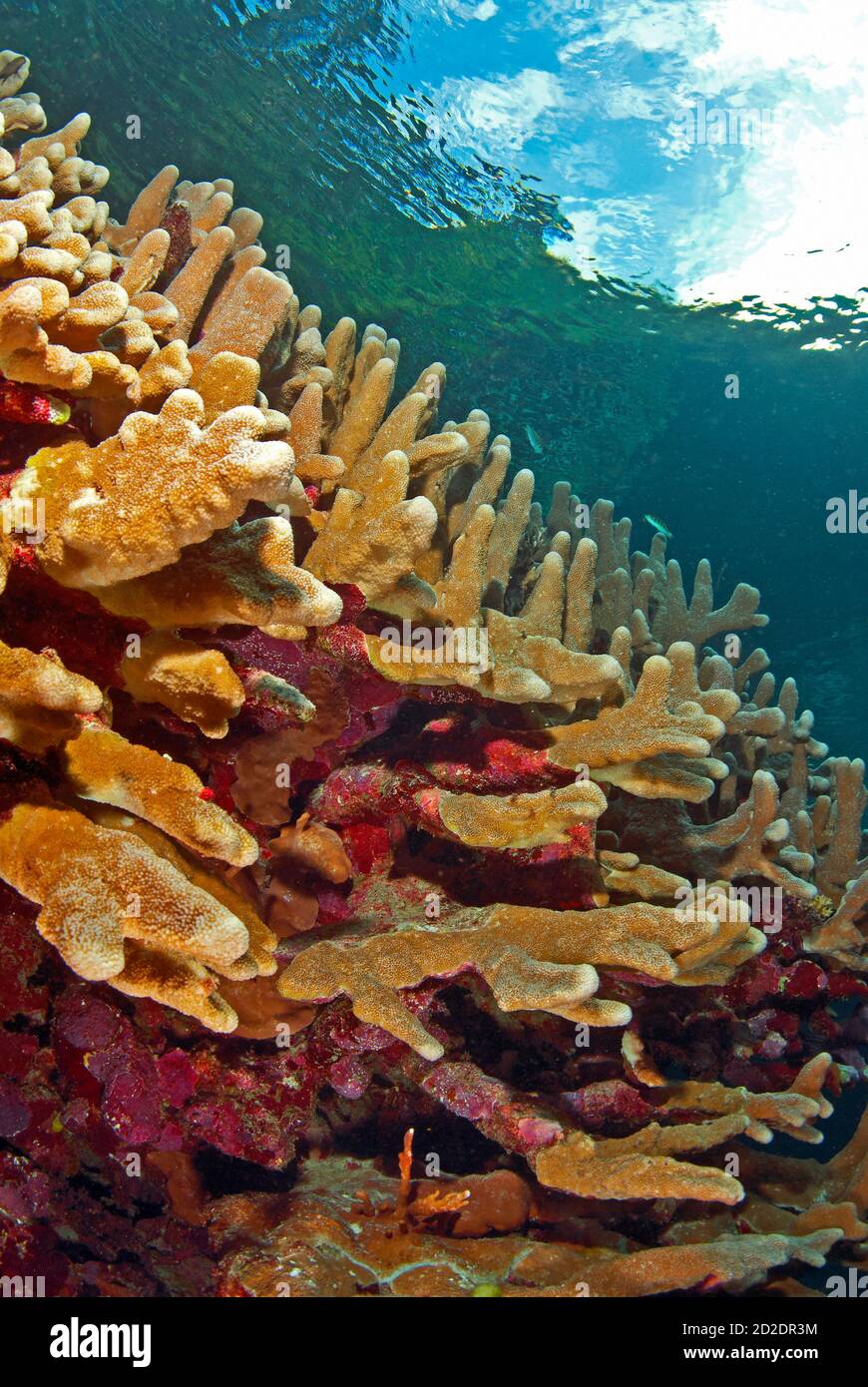 Hard corals (Stylophora pistillata) Stock Photo