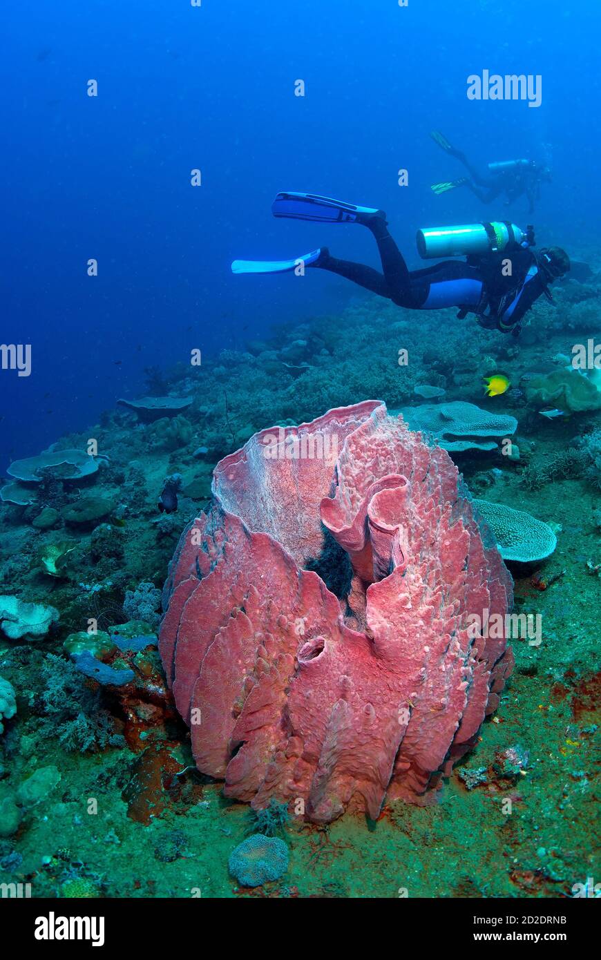 Scuba divers over coral and spongecovered deck of Hirokawa Maru Wreck