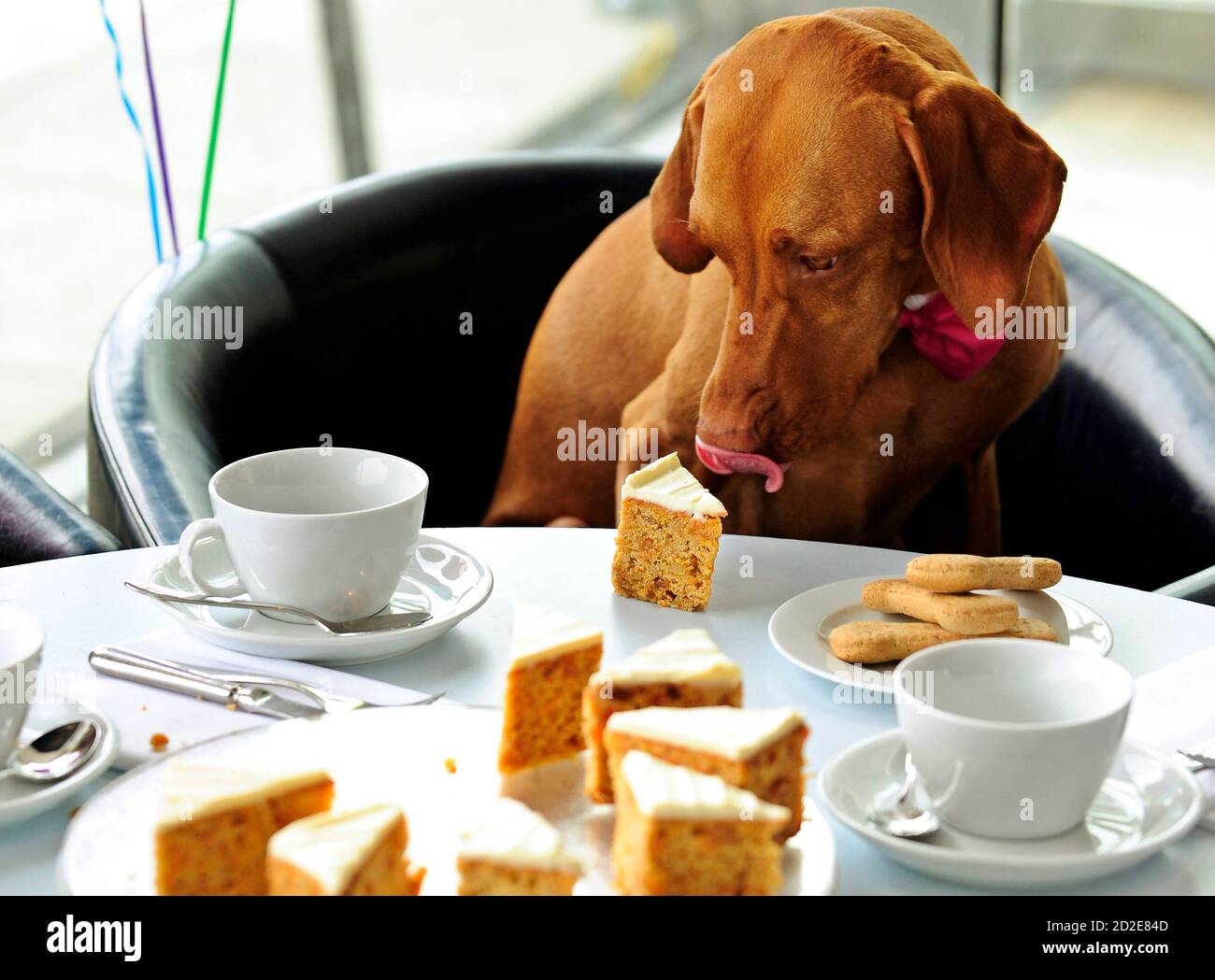 Собака ест за столом