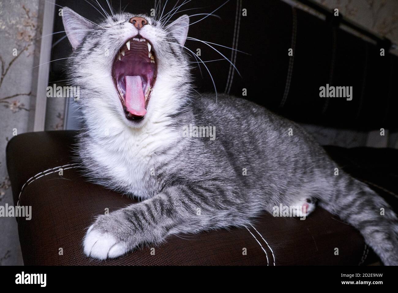 Cat yawns close-up on the couch. Macro photo throat, tongue and teeth. Cat's mouth wide open. Anatomy of the jaw feline. Stock Photo