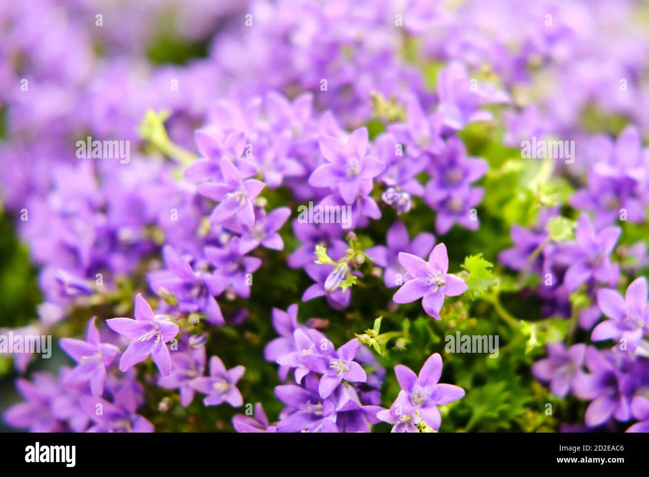 Campanula portenschlagiana, the wall bellflower, is a species of flowering plant in the family Campanulaceae, native to the Dalmatian Mountains Stock Photo