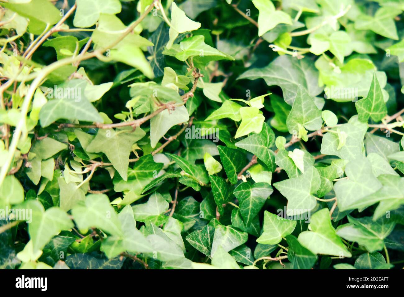 Hedera, commonly called ivy (plural ivies), is a genus of 1215 species