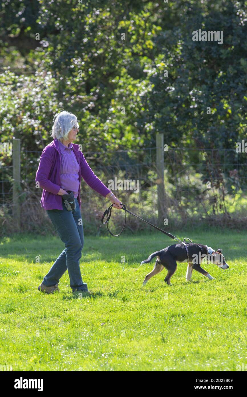 Dog training class. Example of a dog, pulling, straining on the lead. Stock Photo