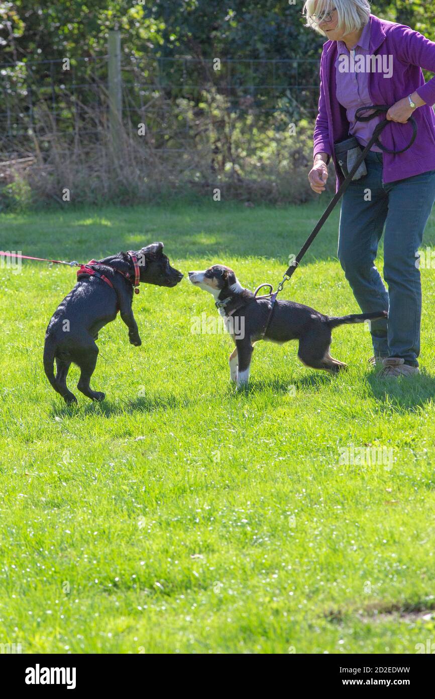 DOG TRAINING CLASS. Dog first introductions to one another. Caution. Stock Photo