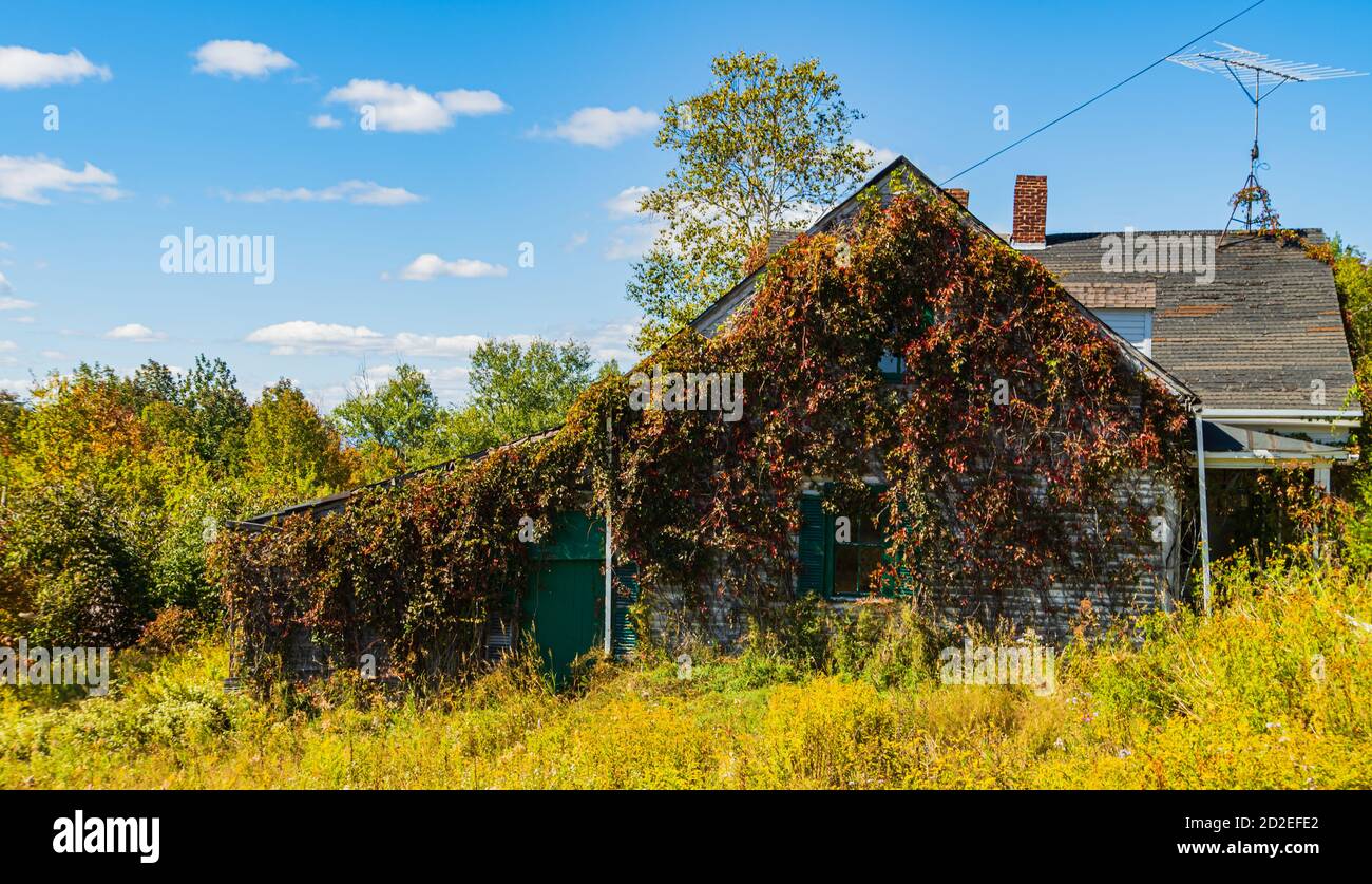 vine covered abandoned house in the country with overgrown weeds Stock ...