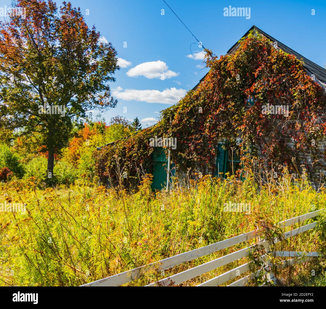 vine covered abandoned house in the country with overgrown weeds Stock ...