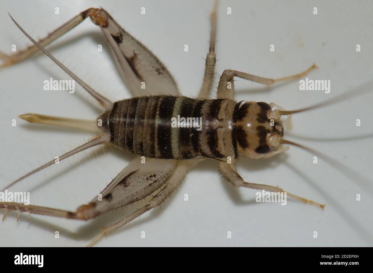 Close up of a house cricket Acheta domestica. Cruz de Pajonales. Inagua. Tejeda. Gran Canaria. Canary Islands. Spain. Stock Photo
