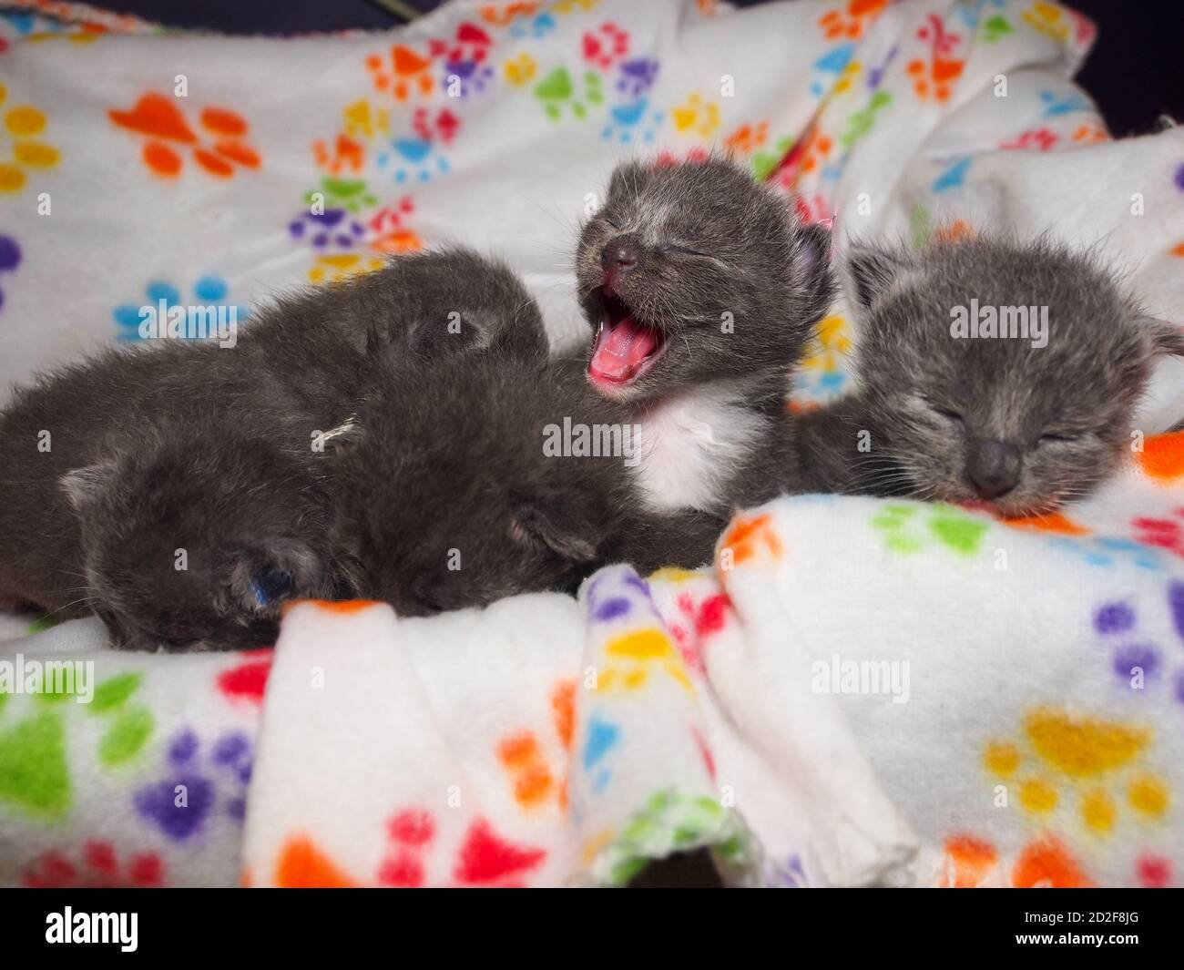 A one-week-old kitten lifts his head from the kitten pile to meow, mouth wide open. Stock Photo