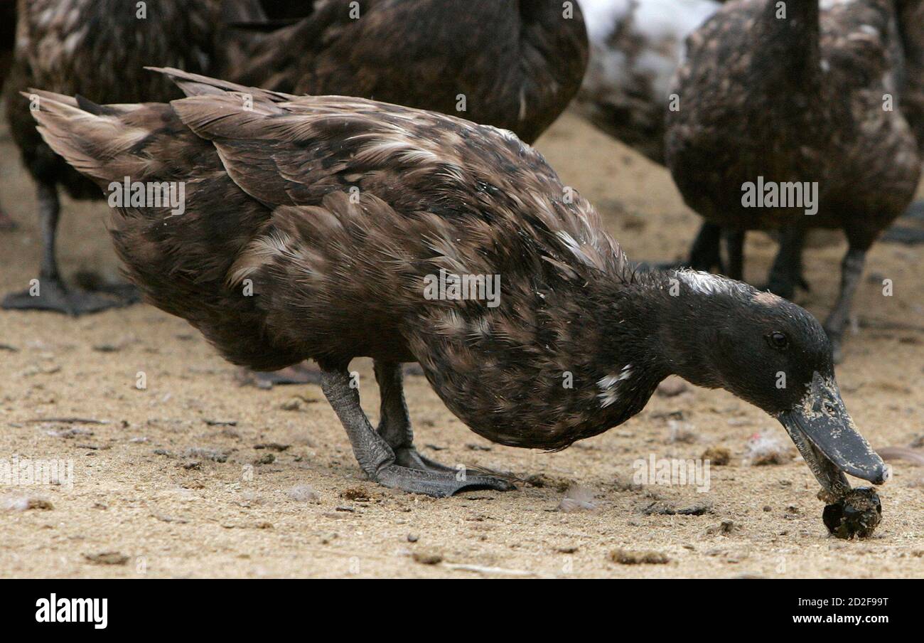 A Khaki Campbell Duck Feeds On Golden Apple Snail Near A Padi Fields In Alor Sekawan Village In Northern Malaysian State Of Kedah December 17 08 Instead Of Relying Heavily On Hazardous