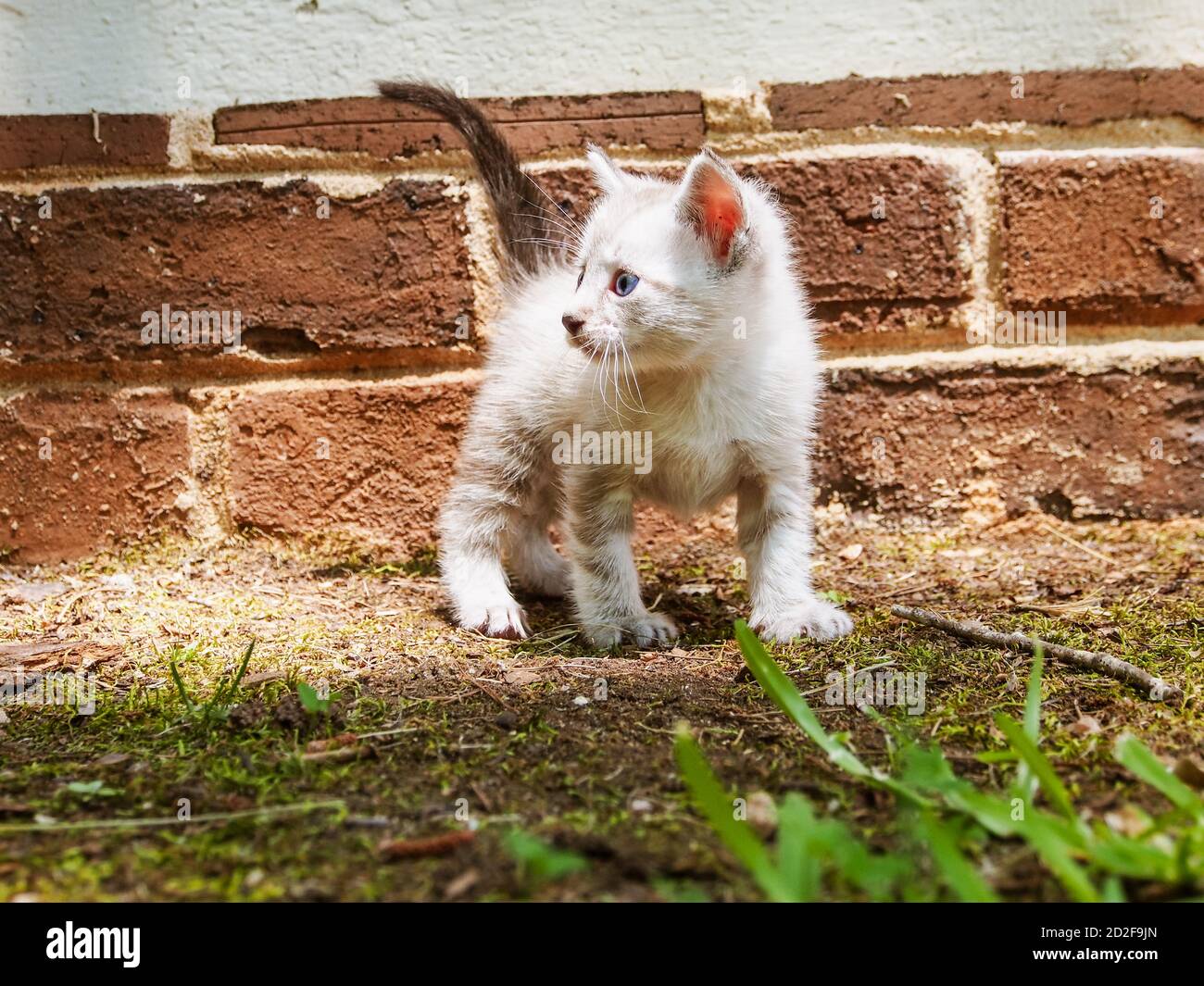 kitten climbing wall