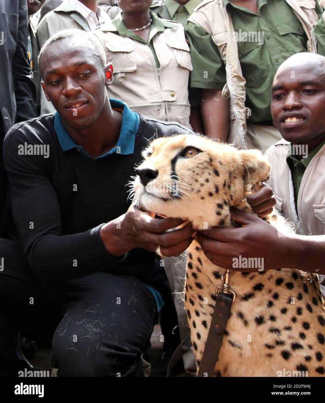 Olympic and world sprint champion Usain Bolt of Jamaica poses with a  cheetah at the Kenya Wildlife Service (KWS) headquarters in Kenya's capital  Nairobi November 2, 2009. Bolt adopted a three-month old