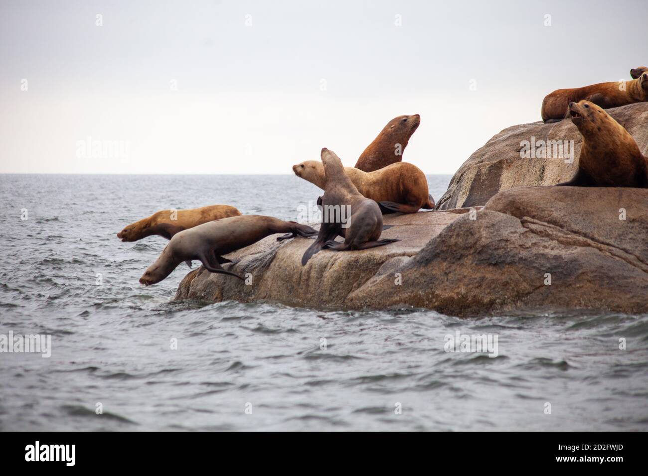 A group of California Sea Lions stand at the water's edge, with two jumping into the water, on the Sunshine Coast in British-Columbia Stock Photo