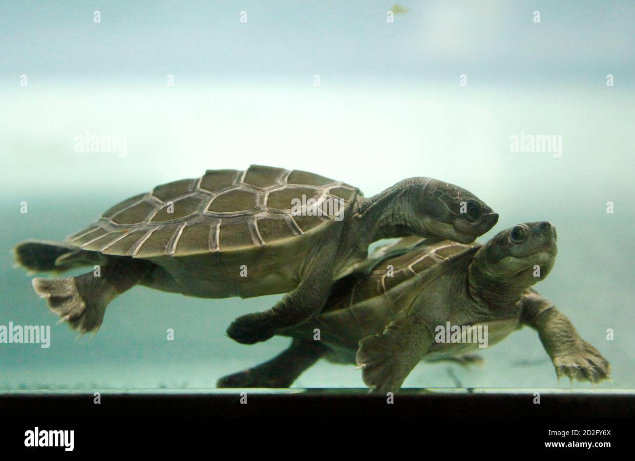 Two Baby Batagur Turtles Swim In An Aquarium In Schoenbrunn Zoo In Vienna June 21 2010 The Two Turtles Were Hatched In May In Schoenbrunn Zoo And It Is The First Time
