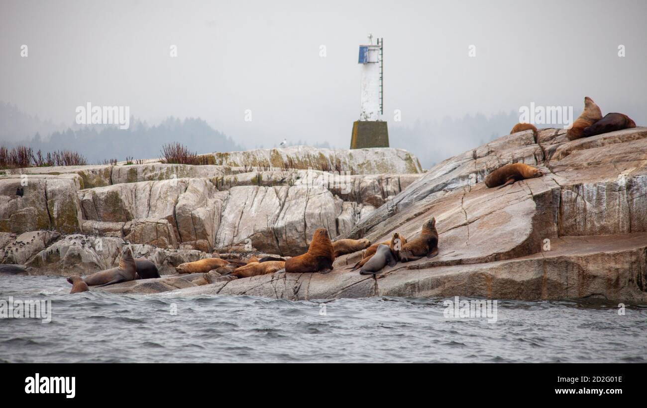 A group of massive California Sea Lions sit along the coast of British-Columbia, Canada, off the Pacific Ocean. Stock Photo