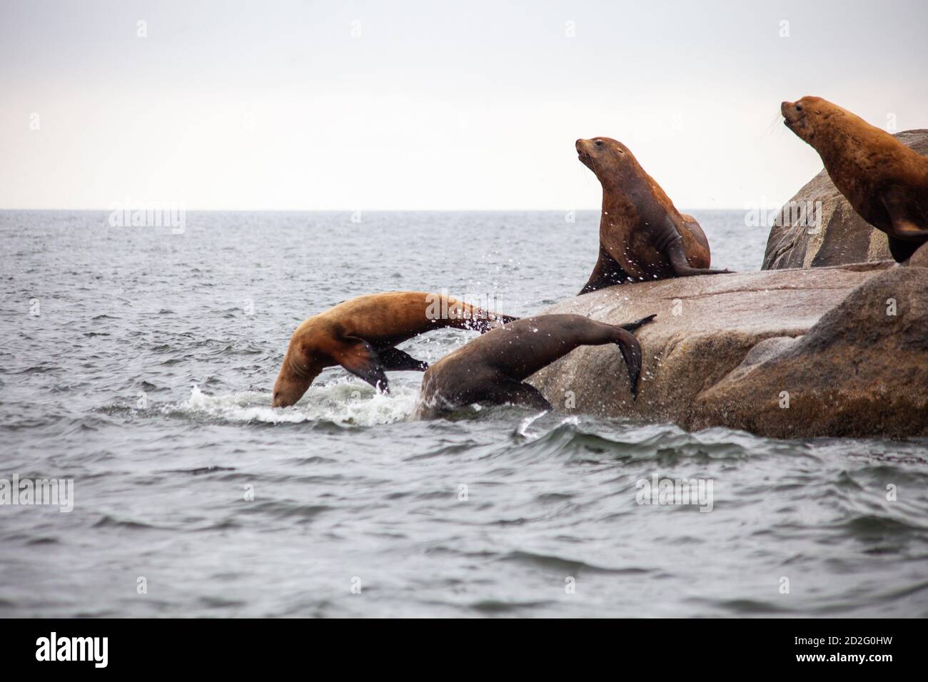 A group of California Sea Lions stand at the water's edge, with two jumping into the water, on the Sunshine Coast in British-Columbia Stock Photo