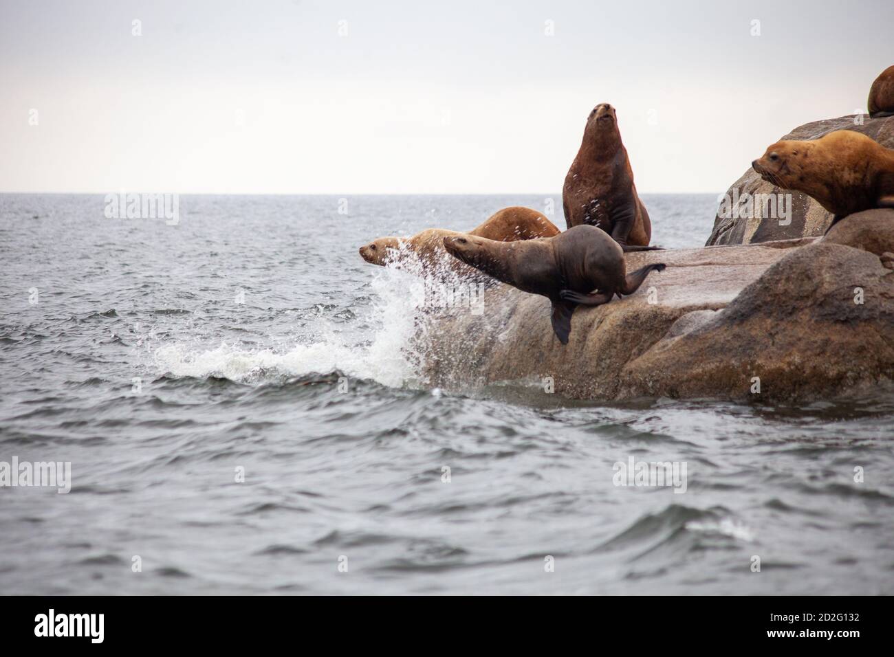 A group of California Sea Lions stand at the water's edge, with two about to jump into the water, on the Sunshine Coast in British-Columbia Stock Photo