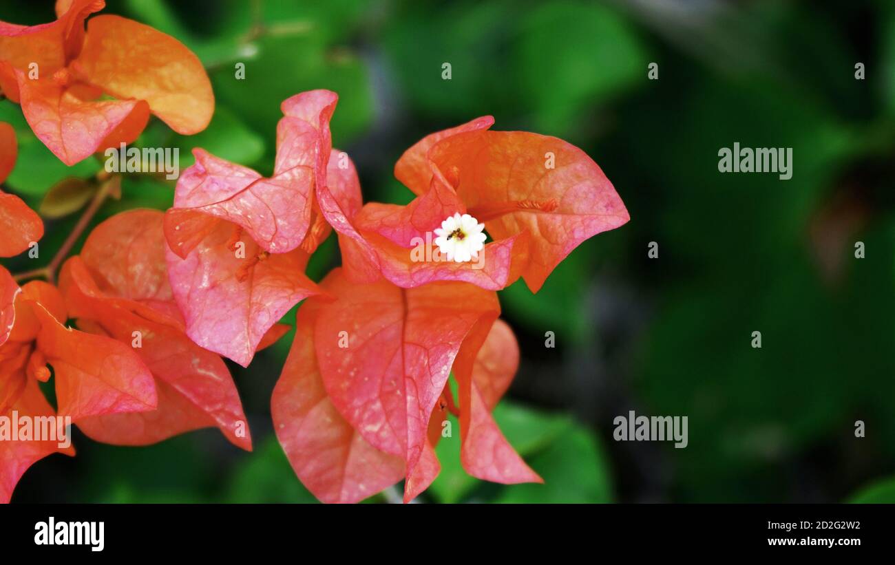 Close up of bougainvillea flowers Stock Photo