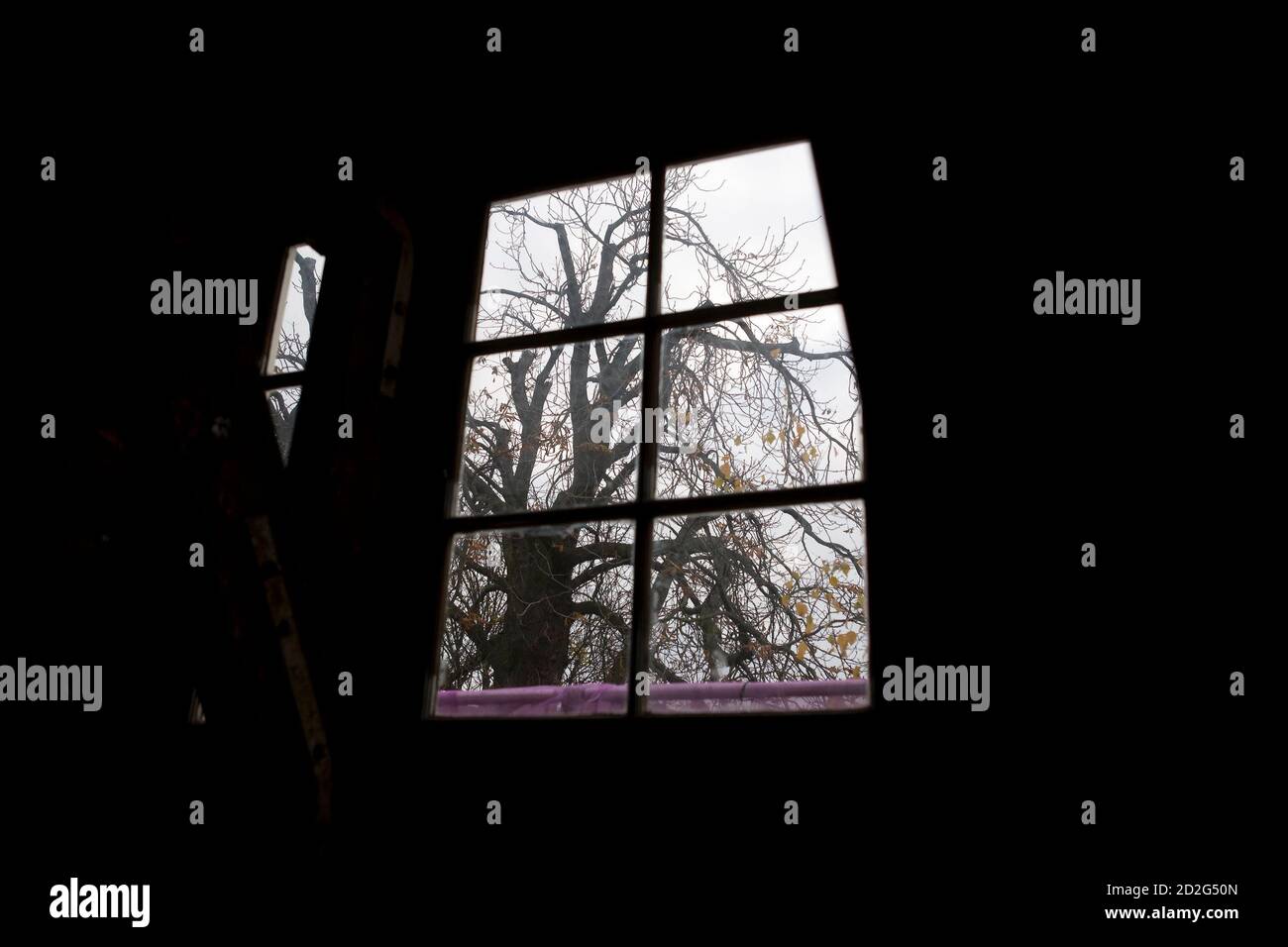 A view of the 150 to 170-year-old chestnut tree from the attic in the house where Anne Frank lived in Amsterdam, November 16, 2007. Activists opposed to the felling of the chestnut tree Anne Frank could see as she hid from the Nazis on Thursday won the right to a court hearing that may save it from the chop. The tree, behind the Amsterdam warehouse annex where Anne Frank hid from the Nazis until 1944, is so diseased and damaged that there is a risk it could topple over.  REUTERS/Jerry Lampen (NETHERLANDS) Stock Photo