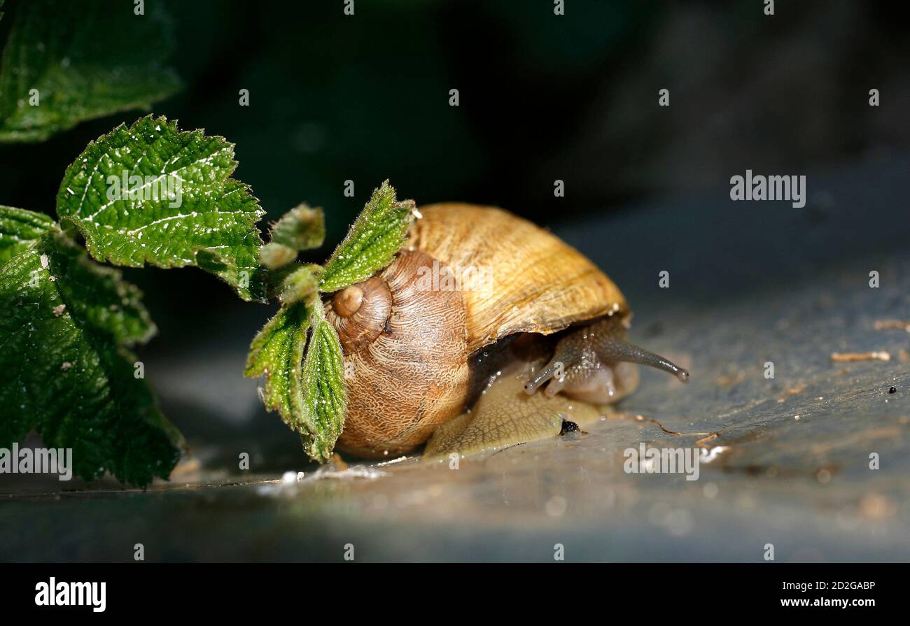 Page 24 Land Snails High Resolution Stock Photography And Images Alamy