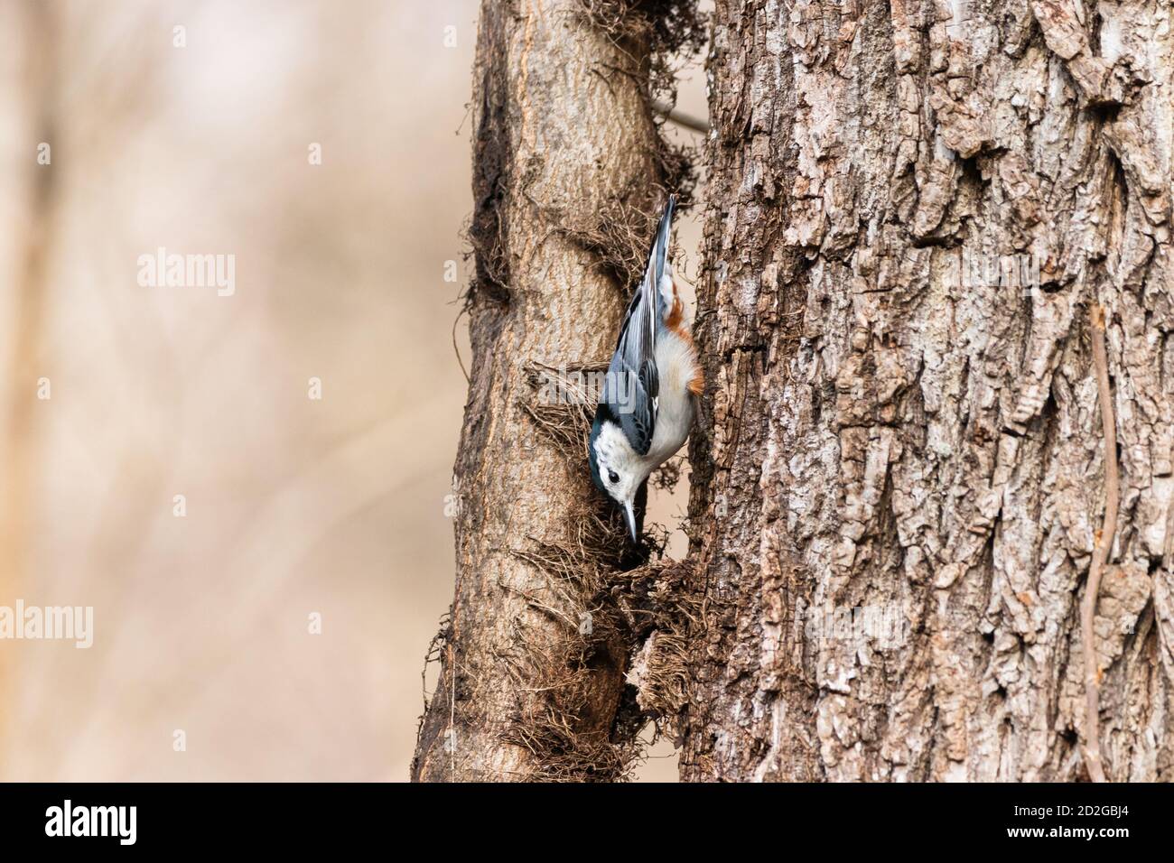 Nuthatch Feeding Stock Photo