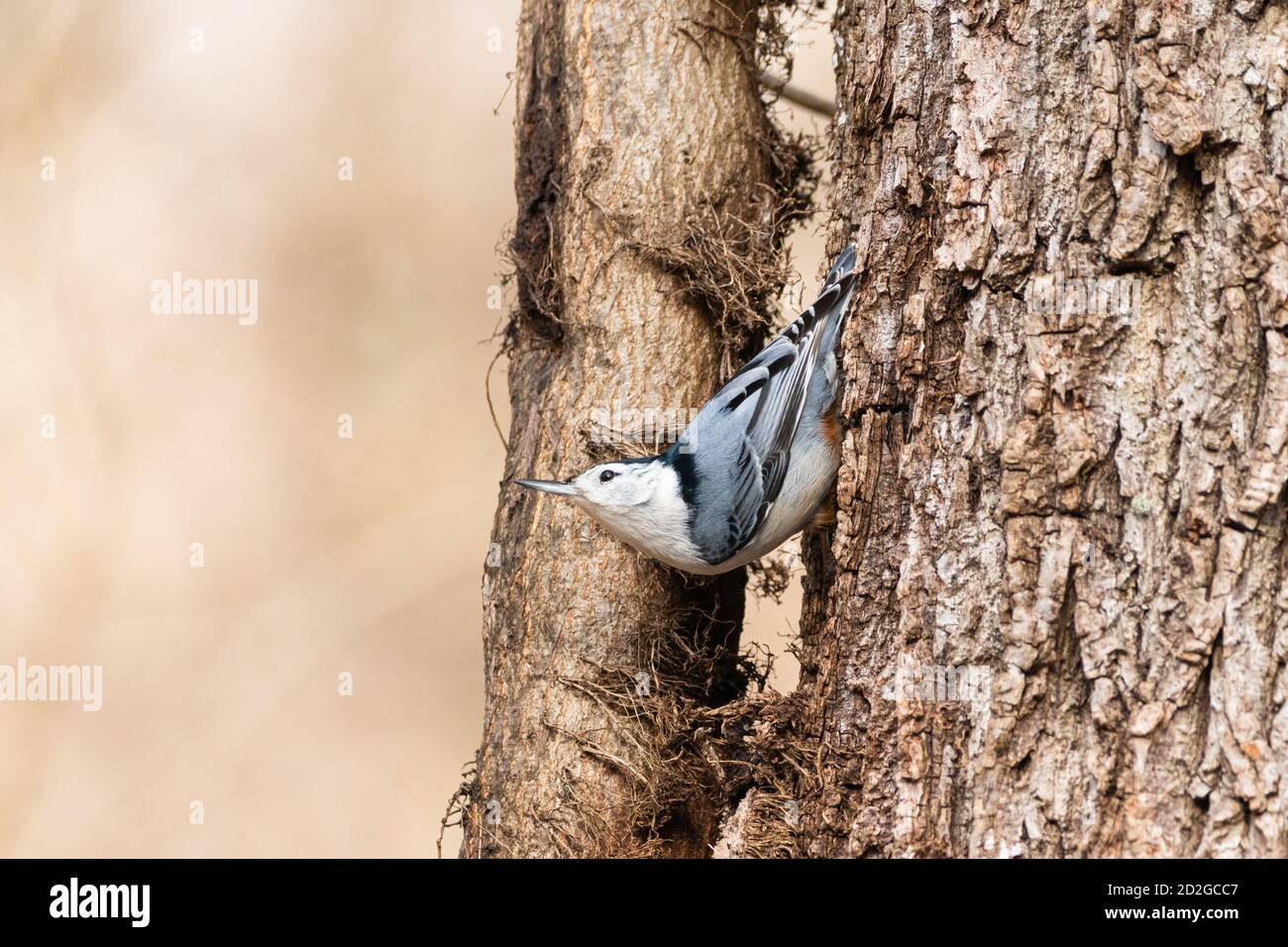 Nuthatch Feeding Stock Photo