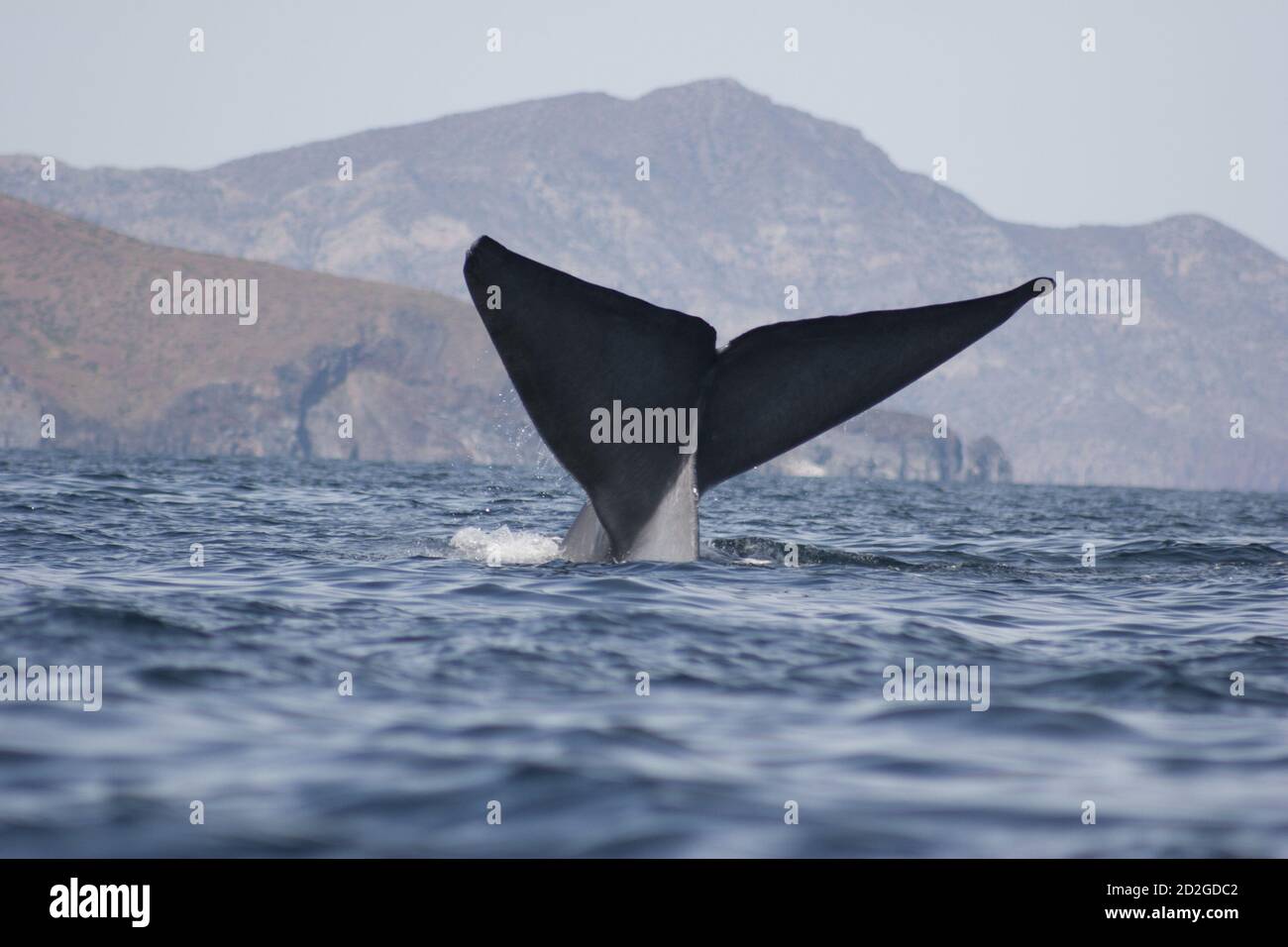 Blue whale: Balaenoptera musculus, the largest creature ever known to exist on planet Earth, at 30m (100ft) and weighing 190 tons. Stock Photo