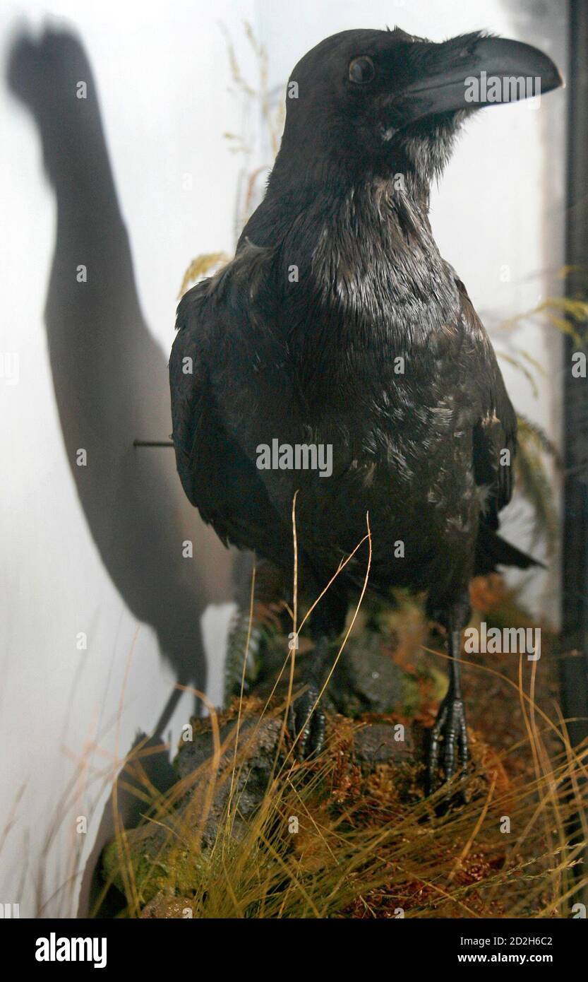 Pet crow pennsylvania