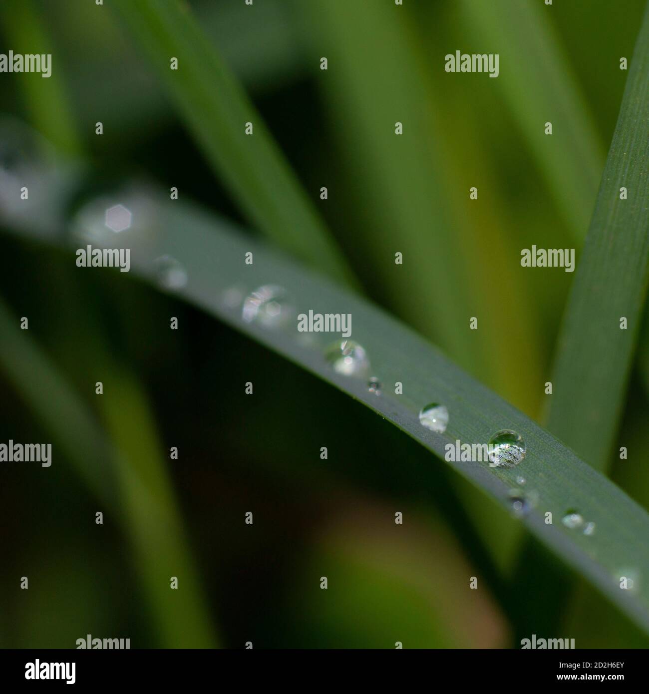 close-up of raindrop on a blade of grass Stock Photo