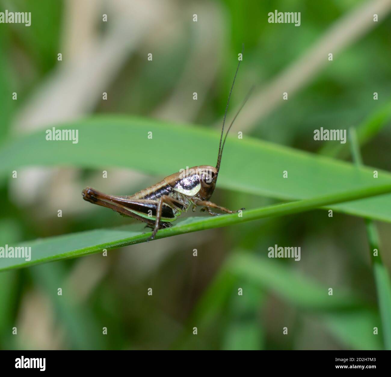 Close-up of a small cricket on a blade of grass Stock Photo