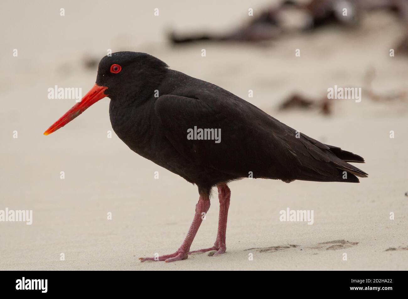 Black oystercatcher new zealand hires stock photography and images Alamy