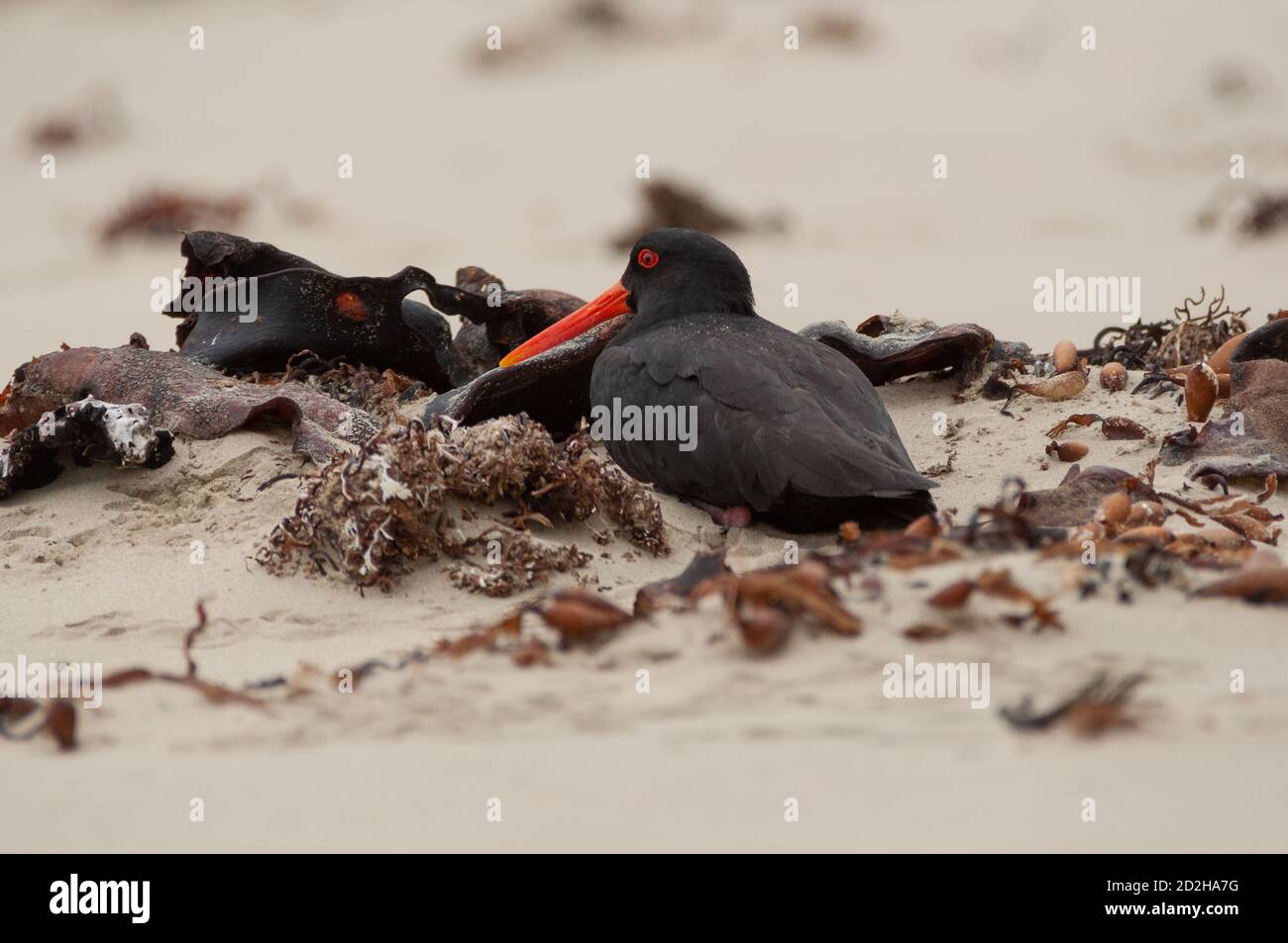 New Zealand Variable Oystercatcher (Black variant) nesting among kelp on a Catlins beach Stock