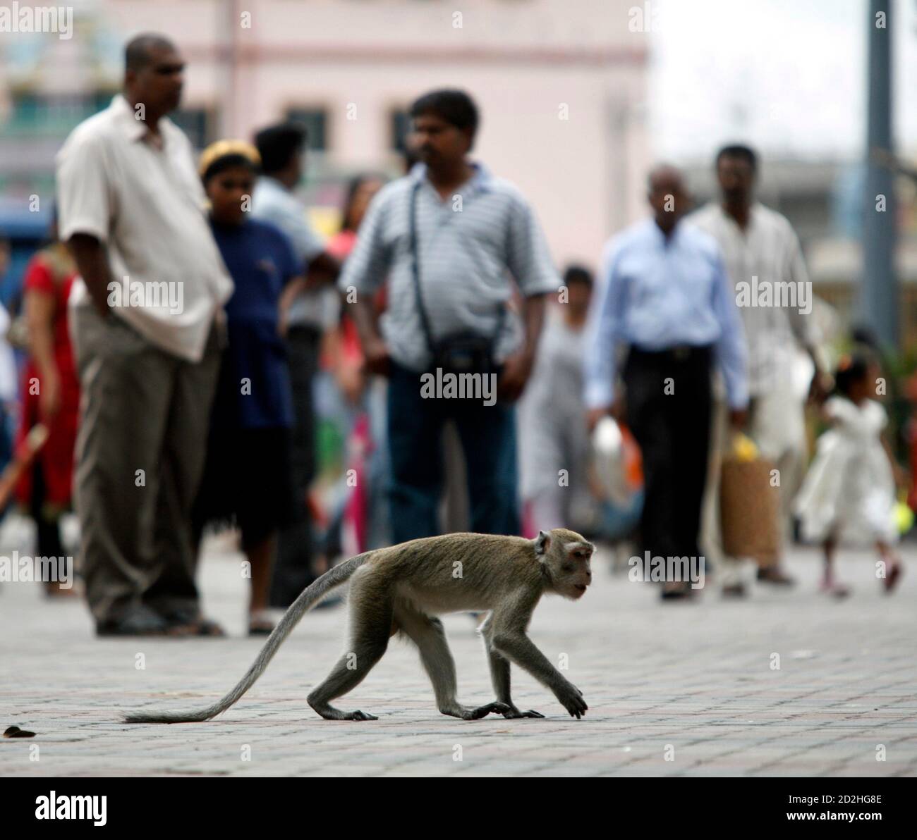 A Monkey Is Seen Along A Street In Kuala Lumpur February 3 2008 Malaysia Has Dropped A Plan To Round Up Nuisance Monkeys From Its Cities And Sell Them Abroad As Exotic