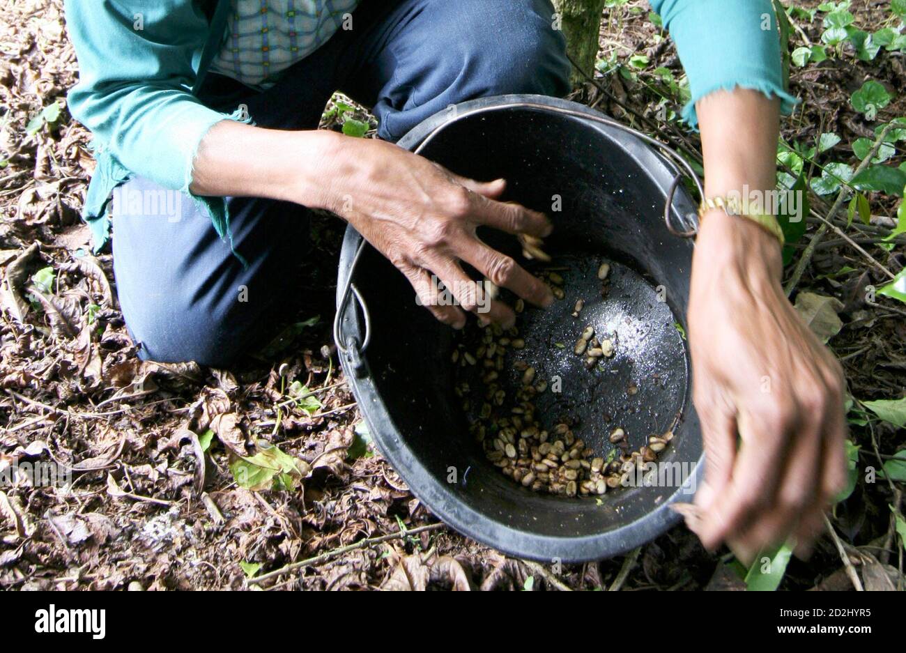 A Coffee Picker Collects Coffee Beans Excreted By A Civet Cat In A Coffee Plantation In