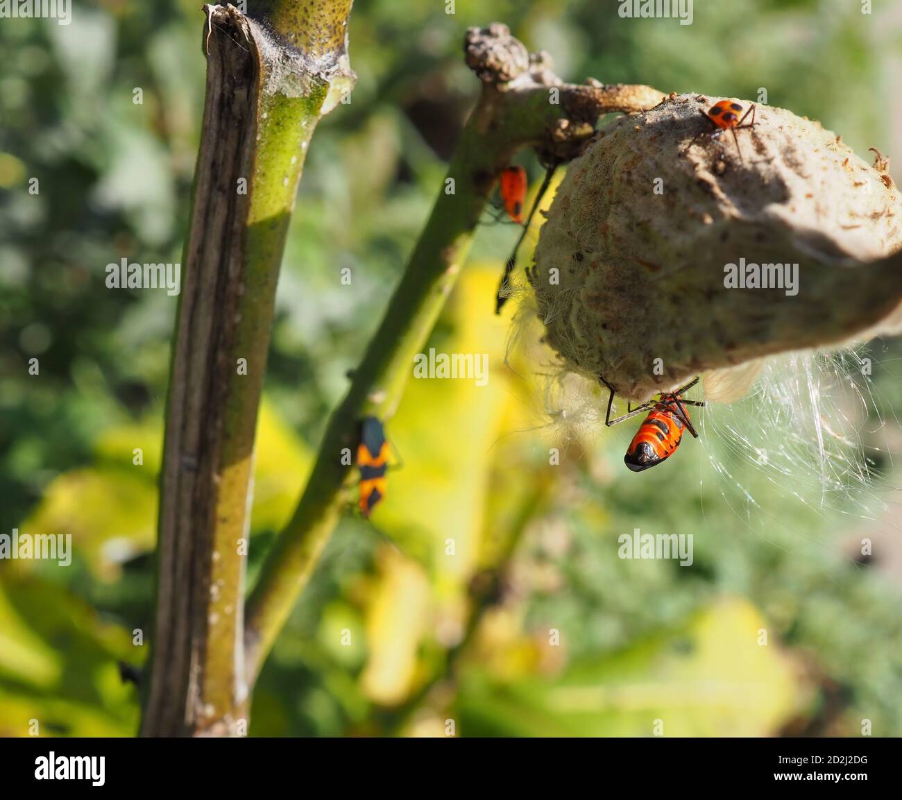 The abdomen of a female Large Milkweed Bug, hanging out in the silky floss threads underneath a drying brown Milkweed pod. Stock Photo