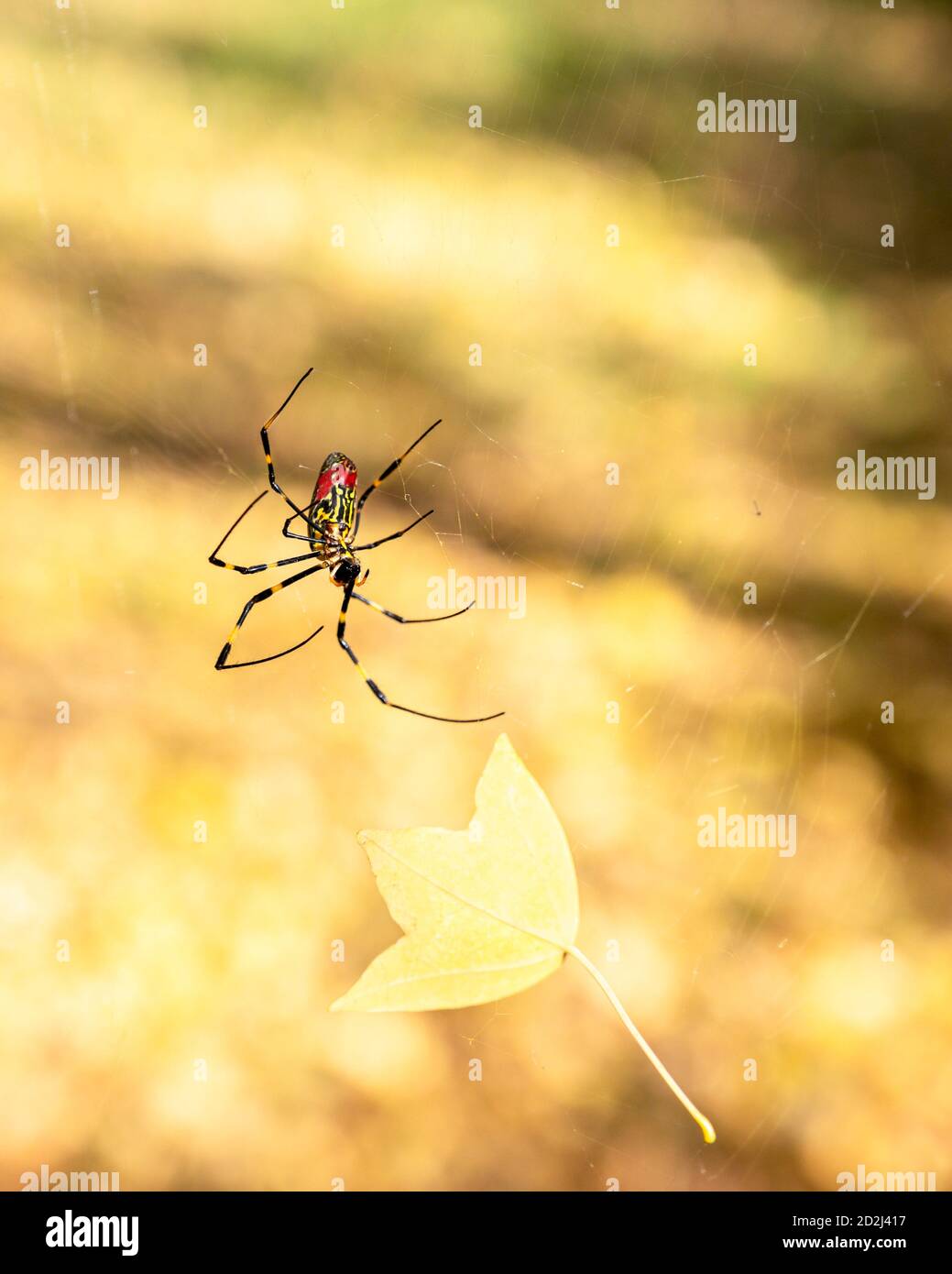 Closeup of a Japanese Joro spider trying to remove autumn leaf from his web. Stock Photo