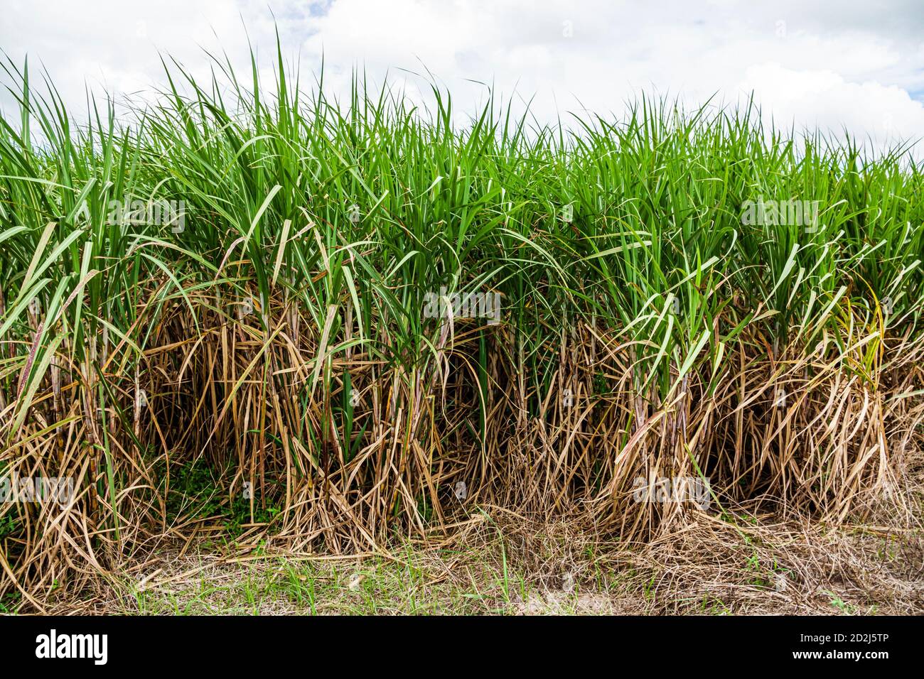 Florida,Clewiston,Everglades Agricultural Area EAA,sugar cane sugarcane